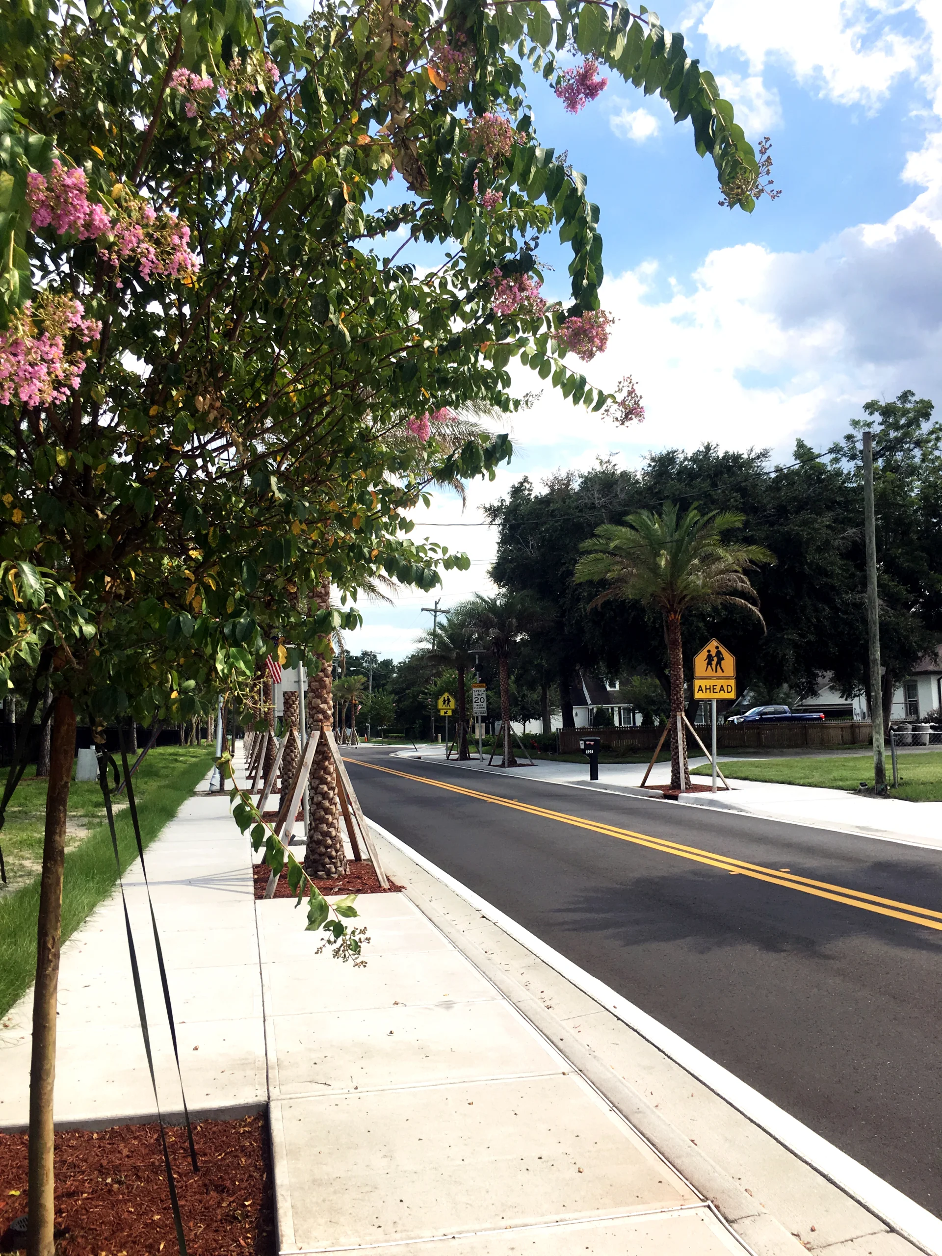 roadway and sidewalk magnolia trees